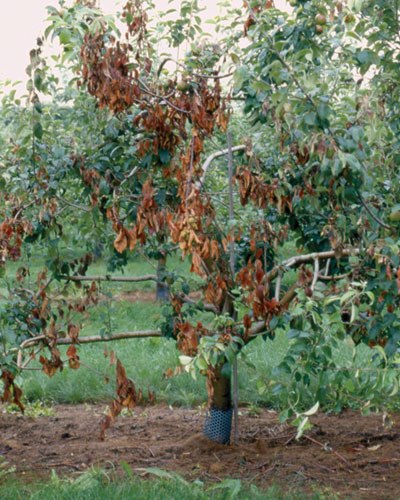 Fire Blight in Pear Tree